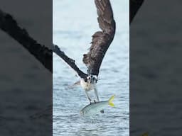 Osprey flies right towards the camera and drops a huge fish.