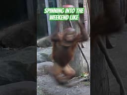 Orangutan go spin🦧 #funnyanimals