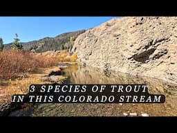 This Colorado Stream is loaded with trout - Fly Fishing for Browns, Cuttbows and Rainbow Trout!