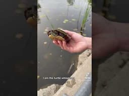 I am the turtle whisperer. #turtle #turtles #reptiles #toronto #animals #wildlife #nature