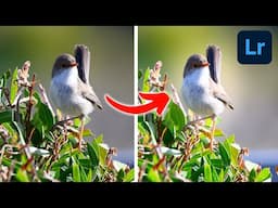 Simple Effect To Make Your Bird Photos POP | Lightroom Tutorial