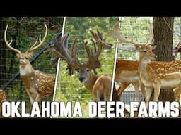 Oklahoma Deer Farm Showcase | Deer and Wildflie Stories 2023