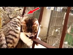 A kitten was impaled by an iron railing, his cries for help getting weaker and weaker...