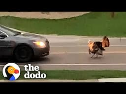 Wild Turkey Hates Cars | The Dodo