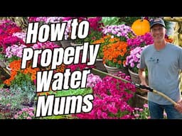 How to Properly Water Mums    #gardening #gardeningtips #chrysanthemum