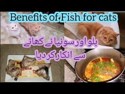 Benefits of Fish for Cats | Cats daily routine | KITTYcat Vlogs