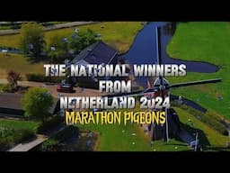 Marathon Pigeons - The Winner of National and International Races from the Netherland