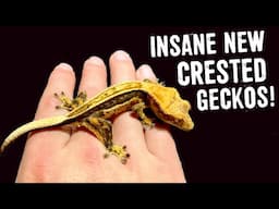 INSANE NEW CRESTED GECKOS AND A SPECIAL RARE GECKO!