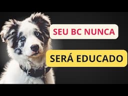 Pare AGORA  de criar seu Border Collie pensando no Presente!!