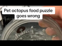 Pet Octopus food puzzle goes very wrong