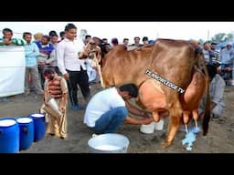 Cow Milk Competition 73 Kg Milk Record Sheikupura #cow #farming #farmer #dairyfarm #milking #buffalo