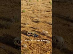 Ultimate Africa Adventure - Safari, Victoria Falls, Masai Mara, Avenue of the Baobabs + more #travel