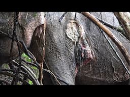 Huge Elephant suffering from a severe wound in the body healed with proper treatment