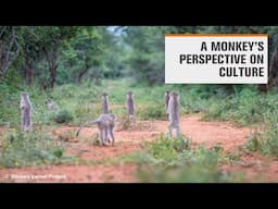 A monkey’s perspective on culture