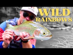 Most fisherman would never believe this is here | Fly Fishing Eastern Idaho's best wild river