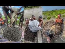 Fox nut full making process | Street food India