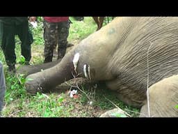 This elephant had a big tumor on his leg and needed surgery to save him