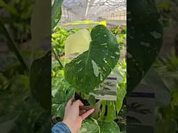 leafjoy® Mysteria® Spotsylvania™: The Ultimate Monstera