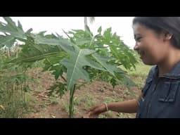 Namunga nag akung papaya gikan sa Leyte