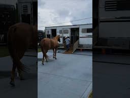 The Horses Have Left Florida