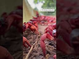 Red crab migration season has begun on Australia’s Christmas Island