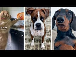 Best DOG Videos of 2022 😂 Funniest PUPPY Videos! 🐶 (NEW)