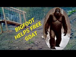 Did bigfoot help my goats escape?