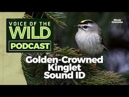 Episode 32: Golden-Crowned Kinglet – Voice of the Wild