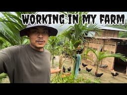 My work in my Farm