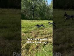 A fun pack training session using a bumper launcher with Willow Creek GSPs #gsp #dogtraining