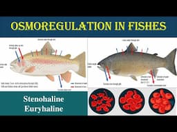 Osmoregulation in Pisces | Euryhaline and Stenohaline | Osmoregulator | Osmoconfermers | Euryhaline