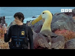 An Albatross Dance-Off! 🕺 | Andy's Aquatic Adventure | Andy's Amazing Adventures