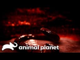 Which Animal Gave This Wrestler A Life Threatening Infection?! | Monsters Inside Me | Animal Planet