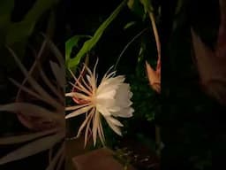 4 of the many Brahmakamal flowers bloomed tonight