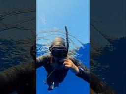 Freediving in Indonesia (Bunaken Island, Manado) #freedive #freediving #osmoaction5pro