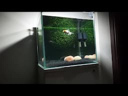 Goldfish grass background Tank Setup | Simple Goldfis tank setup | True pets Aqua |