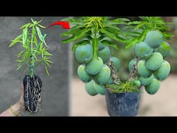 New method of planting mangoes by air layering with onion to get more fruit than usual​