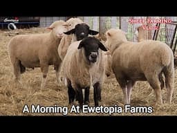 A Morning At Ewetopia Farms Sheep Farm