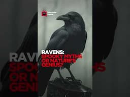 RAVENS: SPOOKY MYTHS OR NATURE'S GENIUS?