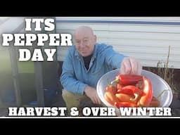 Pepper Harvest & Over Winter [Container Gardening ]