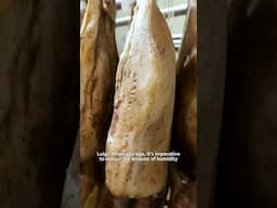 Luigi from the Ammano farm in Rome explains what it takes to age a traditional Roman guanciale