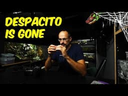 I Lost My Pet - Despacito The Bearded Dragon