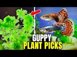 The 10 BEST Plants for Guppy Tanks