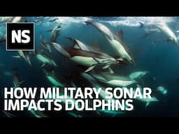 How military sonar impacts dolphin social dynamics