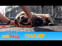 Champ suffered a terrible injury and recovered beautifully! Viewer Discretion Advised. #pitbull