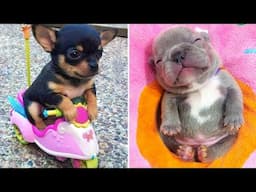 Funniest Animals 2024 😂 Best Funny Cats and Dogs 😻🐶 Part 47 | Cute Baby Dogs