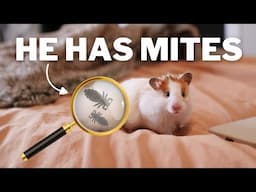 My Hamster Has MITES 😭 | signs, treatment & cleaning tips!