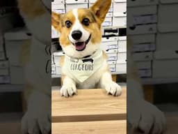 Three Seemingly Useless Dog Tricks That Are Actually Useful #corgi #dogs #shorts