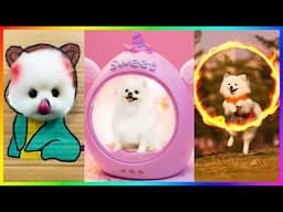 Top Cutest and Funniest Pomeranian Moment 😍🐶| Funny Puppy Videos #387