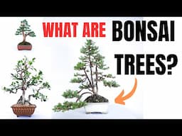 What Are Bonsai Trees? - Explained